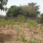 Land for Sale Batukunku 1