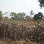 Large Plot of Land for Sale Sanyang 2
