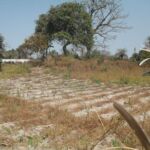 Large plot for sale sanyang MN13 1